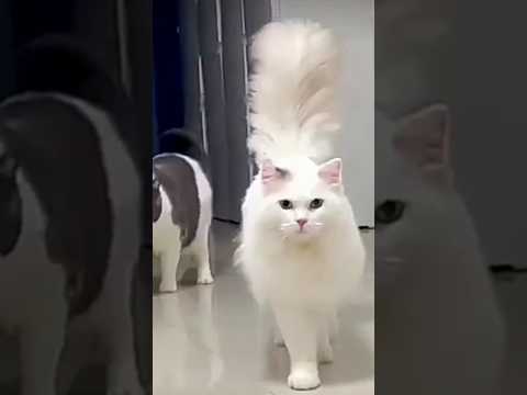 so cute.  Turkish  Angora cat cutest cat #2023shorts