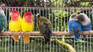 Download lagu Suara Burung Lovebird NGEKEK PANJANGPINTAR Memancing BUNYI, Lovebird Susah BunyiLangsung NYAUT mp3 Download lagu Suara Burung Lovebird NGEKEK PANJANGPINTAR Memancing BUNYI, Lovebird Susah BunyiLangsung NYAUT mp3