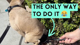 Your Dog’s Allergies Might Be Caused by THIS Overlooked Deficiency