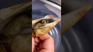 #conch #snails showing its #eyes looks like from an #alien #movies #ocean #animals #nature