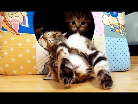超萌“礼貌猫”手足无措怕吵醒猫室友(视频)