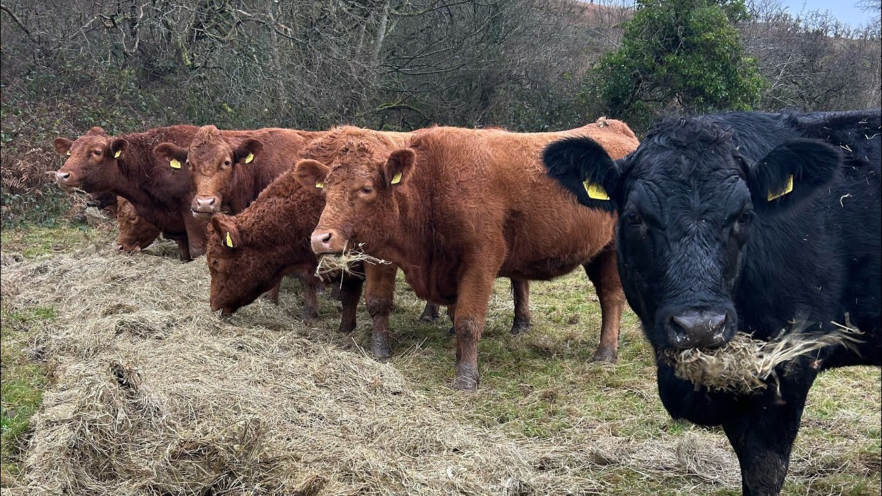 New Year, New Cows! Come and meet the new arrivals!
