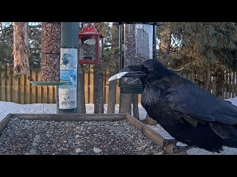 Common Raven Tastes The Offerings At The Ontario FeederWatch Cam – Jan. 4, 2025