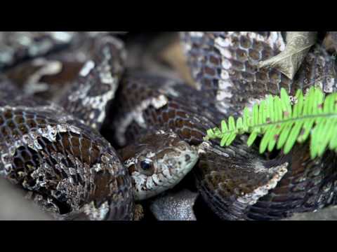 False Fer de Lance: A Snake with an Attitude