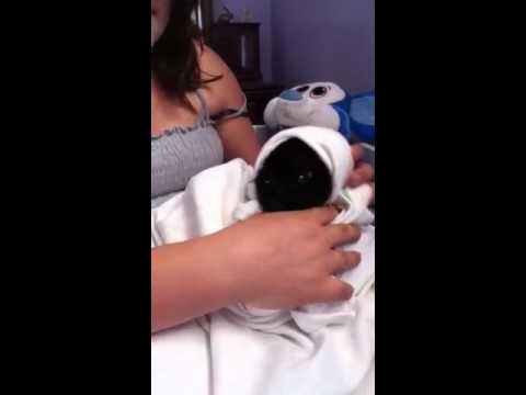 Bear the dancing cat