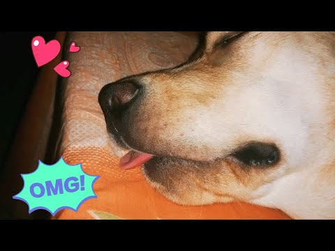 No One Can Beat This Dog | Kharrata Master | Snoring | Cute Labrador