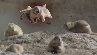 Prairie Dog Hunting Armageddon 3! Slo-mo EXPLOSIONS!