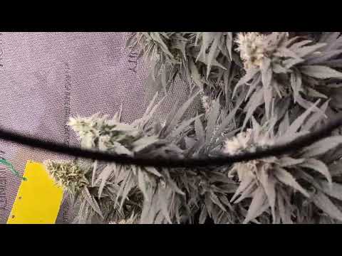 OG Kush Blütewoche 6