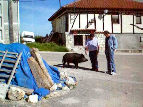 jabalina mansa en Quintanilla riopico