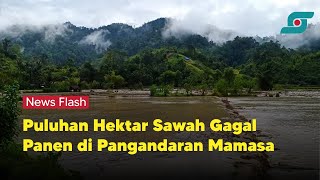 Puluhan Hektar Sawah di Pangandaran Mamasa Gagal Panen Akibat Air Sungai Meluap