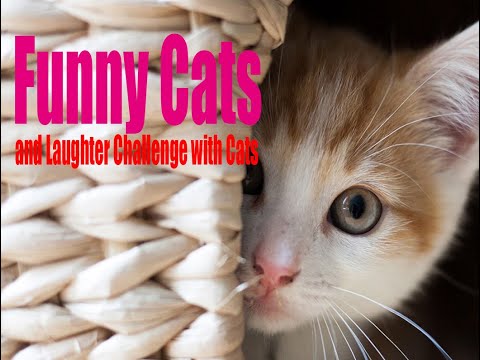 Funny cats and Laughter Challenge with Cats