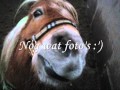Stem op harry de shetlander! Stem op harry de shetlander!
