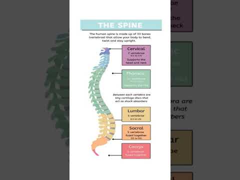 Human Spine Anatomy Explained – Vertebrae Sections & Functions"