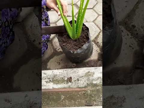 cara menanam lidah buaya di polybag
