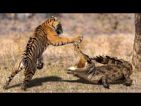 Top 10 Strongest Predators In The Wild - Predator Animals Real Fights to Death