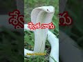 Swetha Nagu Nagamma White Snake Snake Chaganti Koteswara Rao Sujana Devotional Nagu Pamu