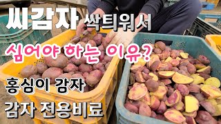 씨감자 꼭 싹틔워서 심어야 하는 이유?   홍심이 감자 .감자 전용비료