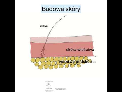 Skóra | Budowa skóry człowieka | Skóra anatomia | Korepetycje najkrócej |Budowa skóry rysunek