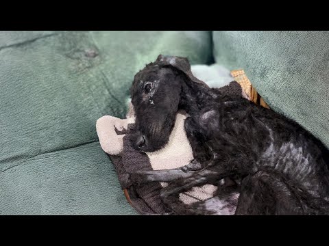 Violet's Rescue Story Thumbnail