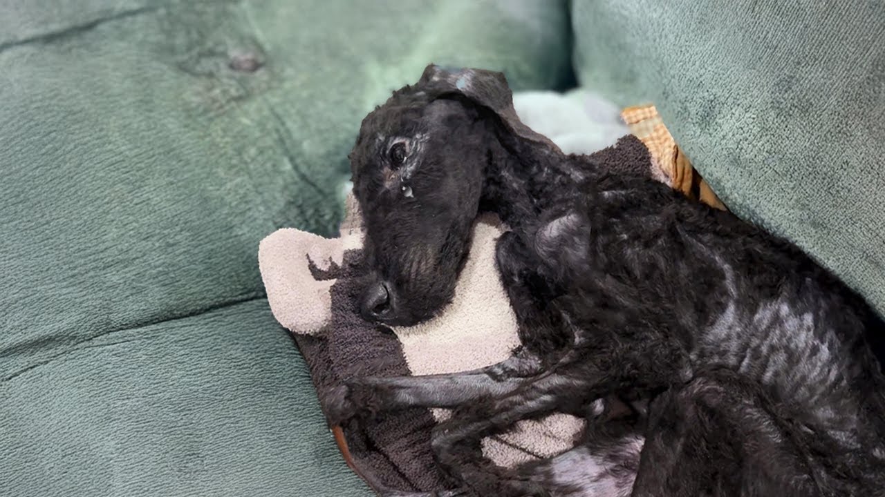 Owner Vanishes on Vacation... What Was Found at Home Weighed Only 12 Pounds