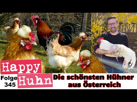 TOP 5 The most beautiful chicken breeds from Austria! Altsteirer, Sulmtaler, Steinpiperl - HAPPY ...