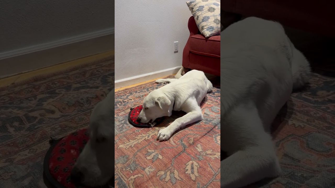 Enlarge Colette, a Adopted mixed breed in Kingston, WA video 6/6