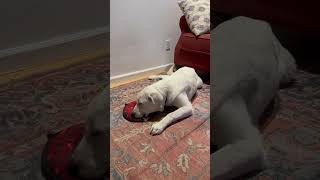 Video preview image #1 Akbash-Great Pyrenees Mix Puppy For Sale in Spring, TX, USA