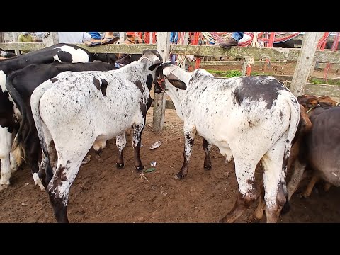 FEIRA DO GADO DE REPOSIÇÃO EM CAPOEIRAS PE . 06de março de 2026