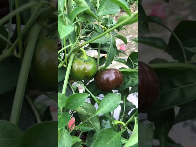 Стандарт поставки видео №1 Перец сладкий F1 Трюфелек шоколадный