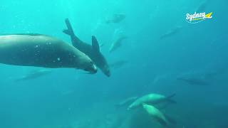 Sydney Weekender - Montague Island