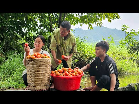Tomato Picking and Washing by the Stream: A Fresh Farm Experience | Sung A Pao