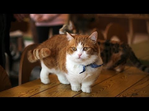 How to Care for a Munchkin Cat - Keeping Your Munchkin Cat Healthy
