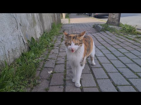 I wanted to touch the cute stray cat but she ran away afraid of me.