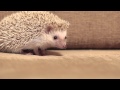 the cutest hedgehog / Милый Ёжик 
