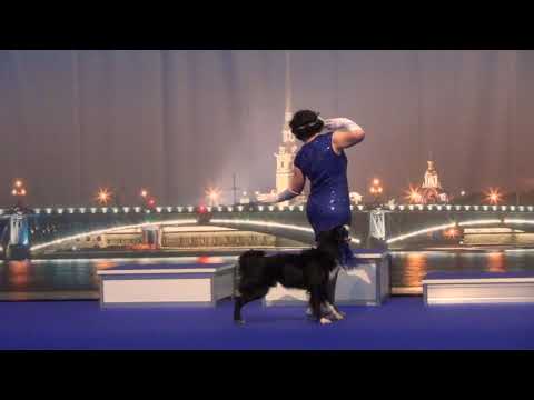 Ейбогина Людмила Бордер колли Let's Just Do It Мастер-НТМ