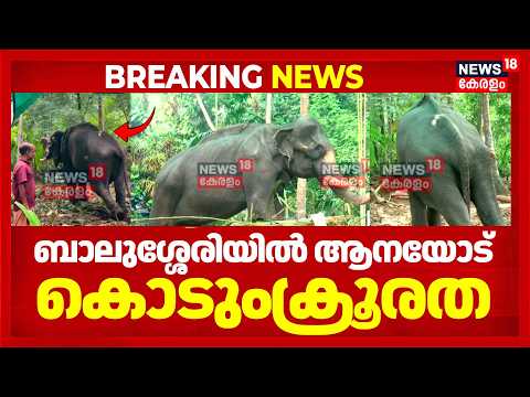 Balussery | രണ്ട് ചെവികളും നഷ്ടപ്പെട്ട ആനയോട് കൊടുംക്രൂര; ഭക്ഷണം പോലും നൽകുന്നില്ലെന്ന് പരാതി