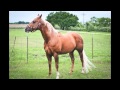CD Of A Playboy World Champion Cutting Horse For Sale