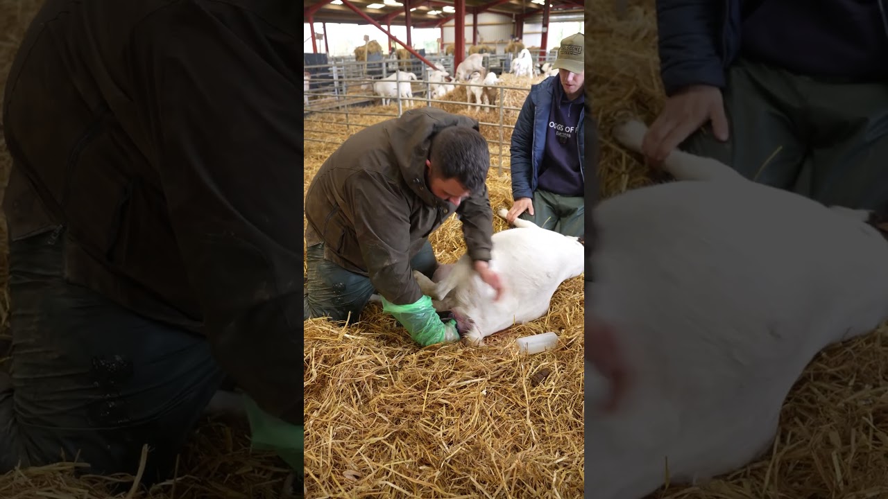The search for the UK’s coolest Boer goats never stops. 🐐✨