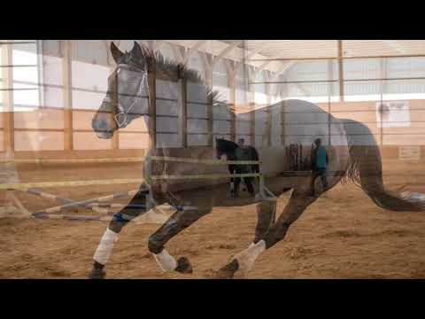 Dicontendro x Bold Executive x Ascot Knight