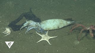 Deep-Sea Discoveries: Squid Graveyard