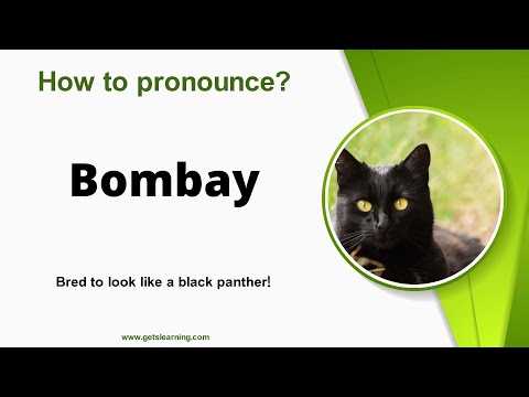 How to pronounce (Bombay Cat) Correctly in English