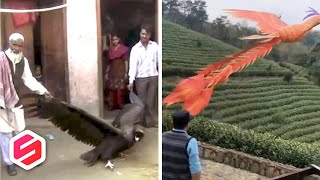 Download lagu BURUNG ABABIL DITANGKAP WARGA, KEDAPATAN BAWA BATU KERIKIL.. mp3