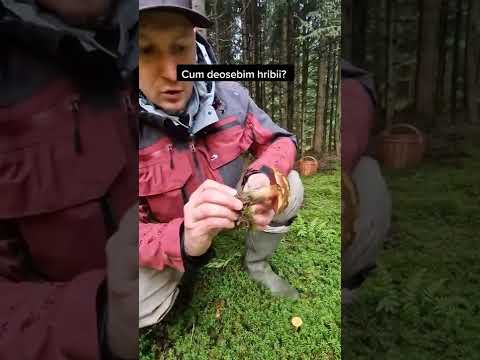 Cum deosebim Hribii? #shorts #ciuperci #boletus #boletusedulis #hribi #amanita
