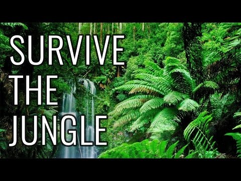 5 Easy Ways to Survive in the Jungle - wikiHow