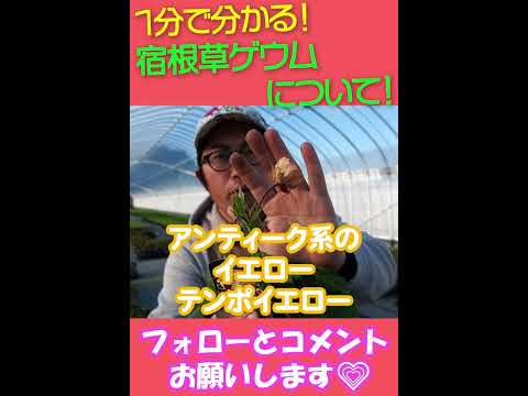 園芸 イエローレシーダ、ワイルドレシーダ、偽リシーダ