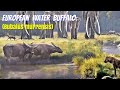 European Water Buffalo (Bubalus murrensis)