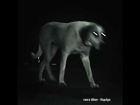 vasra dikon - Καριέρα