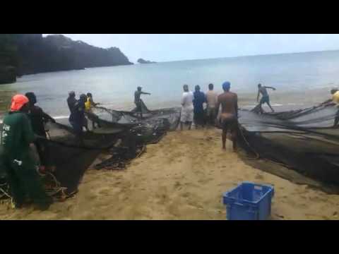 Siene pulling in Bloody Bay Tobago.
