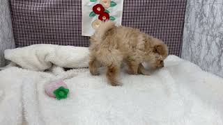 ハーフ犬の動画01