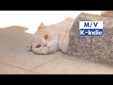 [M/V] MOHA (모하) - 고양이 춤